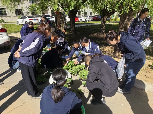 发放秧苗.jpg